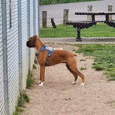 Central Bark - Ashland, KY