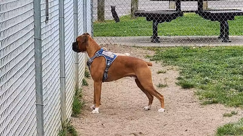 Central Bark - Ashland, KY