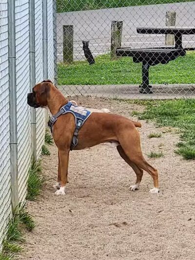 Central Bark - Ashland, KY