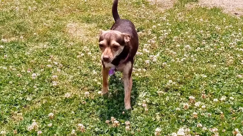 Central Bark - Ashland, KY
