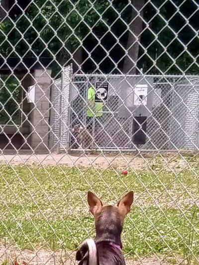 Central Bark - Ashland, KY