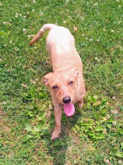 Central Bark - Ashland, KY