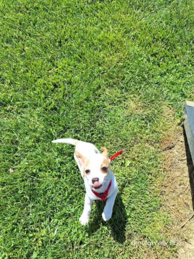 Central Bark - Ashland, KY