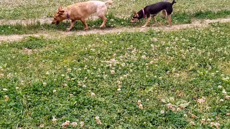 Central Bark - Ashland, KY