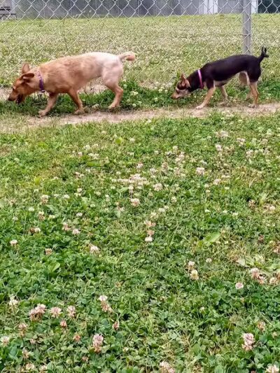 Central Bark - Ashland, KY