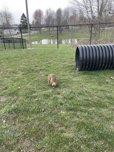 Dog park - Ashland, OH