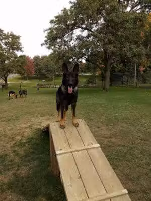 Dog park - Ashland, OH