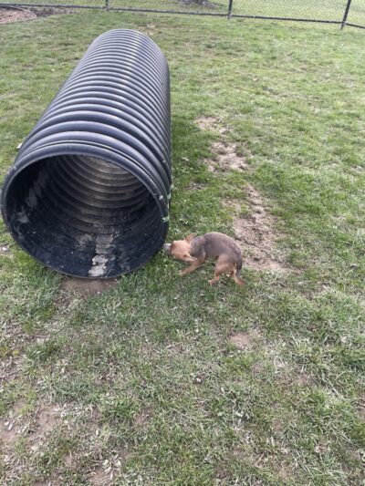 Dog park - Ashland, OH