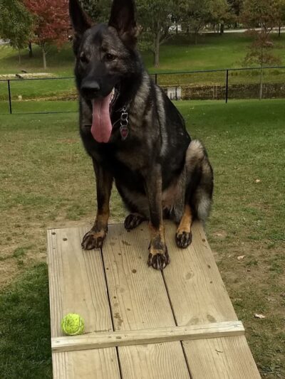 Dog park - Ashland, OH