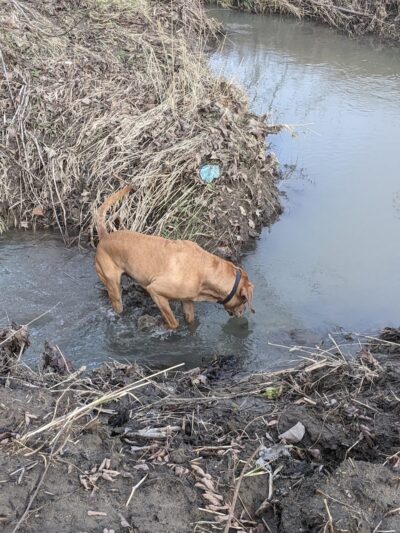 Peppy Paws Pooch Park, LLC - Ashland, OH