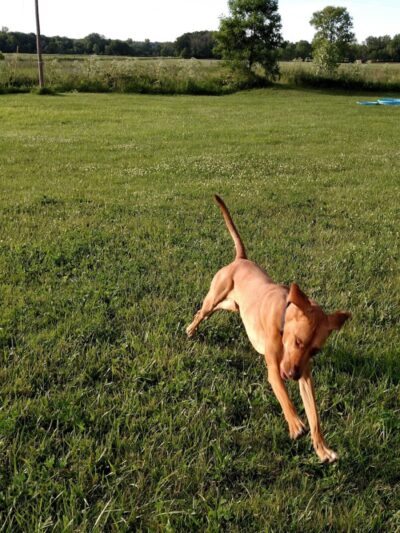 Peppy Paws Pooch Park, LLC - Ashland, OH