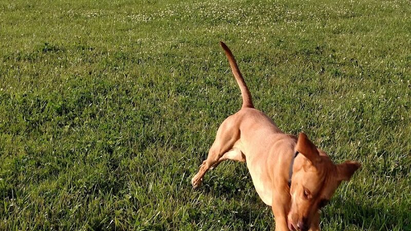 Peppy Paws Pooch Park, LLC - Ashland, OH