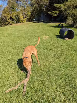 Peppy Paws Pooch Park, LLC - Ashland, OH