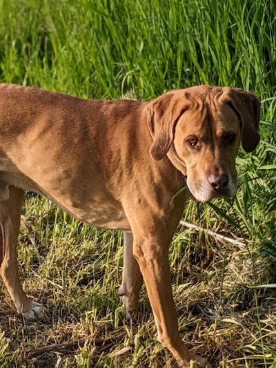 Peppy Paws Pooch Park, LLC - Ashland, OH