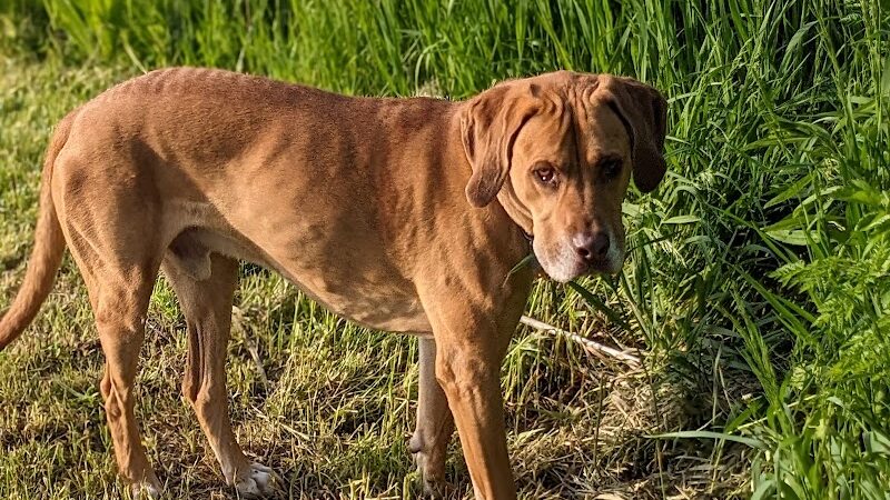 Peppy Paws Pooch Park, LLC - Ashland, OH