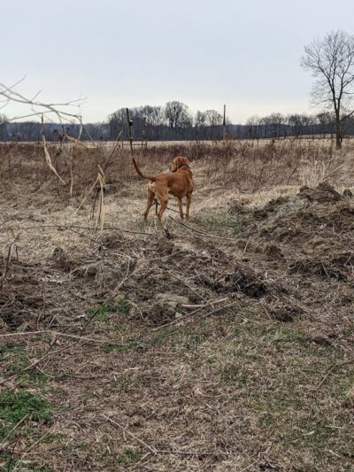 Peppy Paws Pooch Park, LLC - Ashland, OH