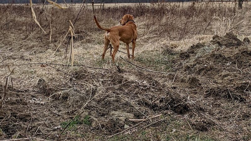 Peppy Paws Pooch Park, LLC - Ashland, OH