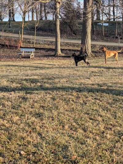 Peppy Paws Pooch Park, LLC - Ashland, OH