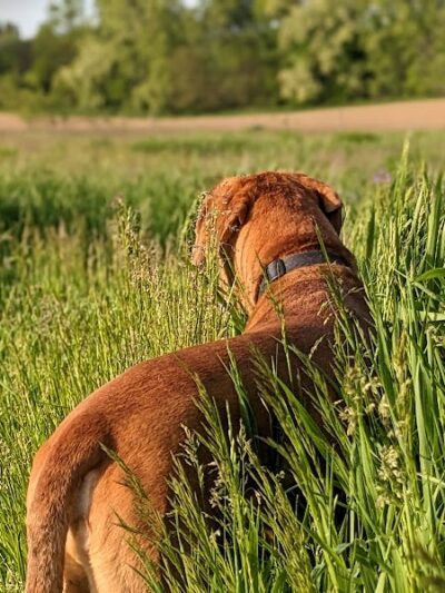 Peppy Paws Pooch Park, LLC - Ashland, OH