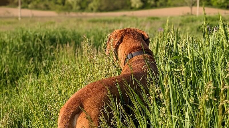 Peppy Paws Pooch Park, LLC - Ashland, OH