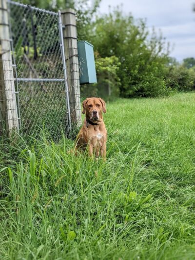 Peppy Paws Pooch Park, LLC - Ashland, OH