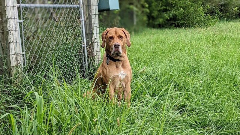 Peppy Paws Pooch Park, LLC - Ashland, OH