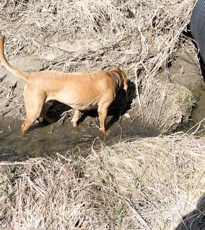 Peppy Paws Pooch Park, LLC - Ashland, OH