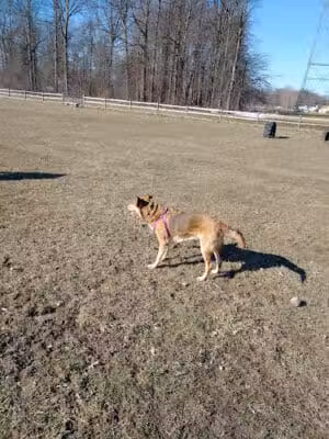 Smith Field Dog Park - Ashtabula, OH