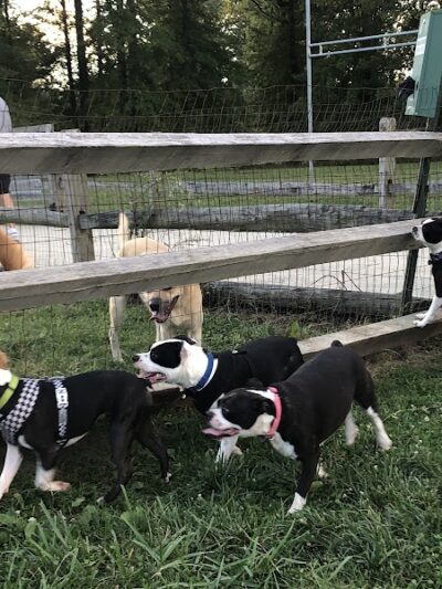 Smith Field Dog Park - Ashtabula, OH