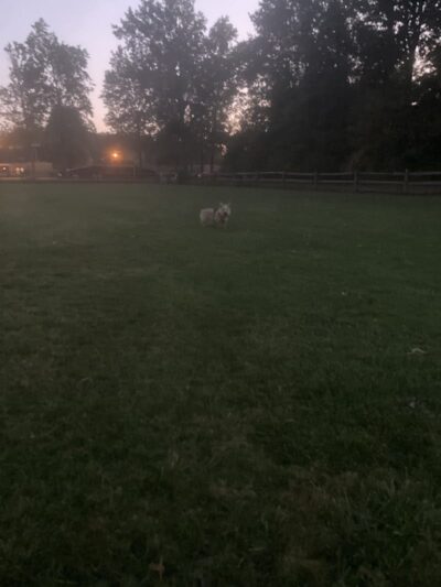 Smith Field Dog Park - Ashtabula, OH