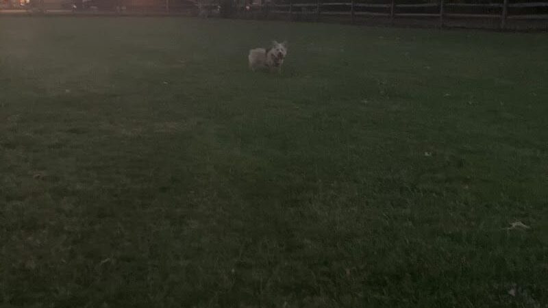 Smith Field Dog Park - Ashtabula, OH