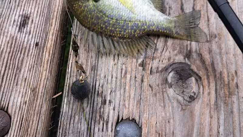 Bulldog Shelter House - Athens, OH