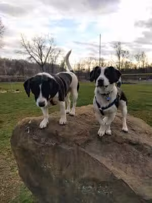 East State Street Dog Park - Athens, OH