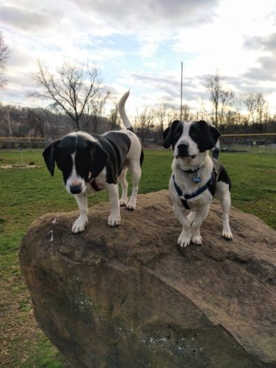 East State Street Dog Park - Athens, OH