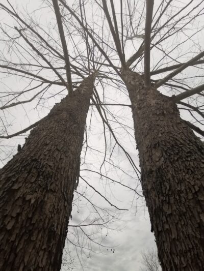 East State Street Dog Park - Athens, OH