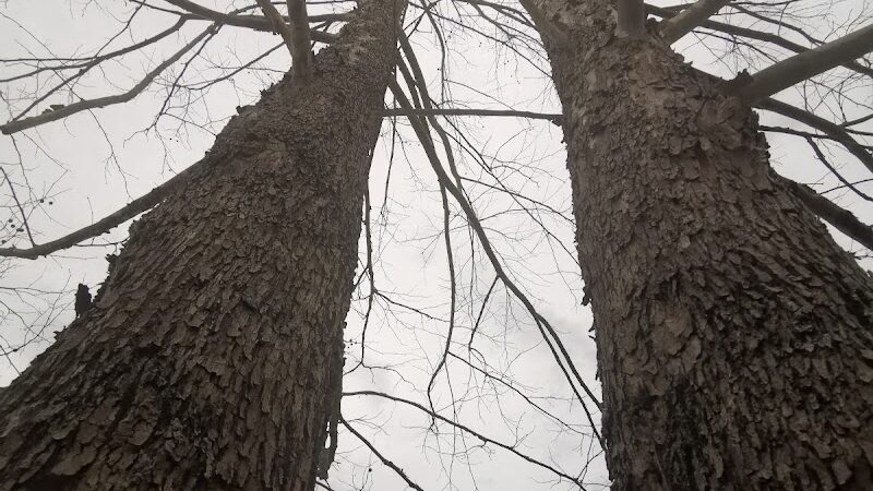 East State Street Dog Park - Athens, OH