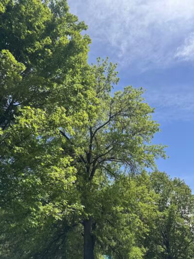 Richland Avenue Park - Athens, OH