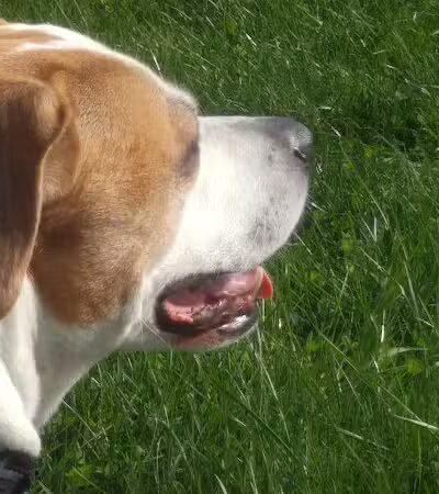 Atwater Pavilion - Atwater, OH