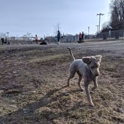 Augusta Dog Park - Augusta, ME