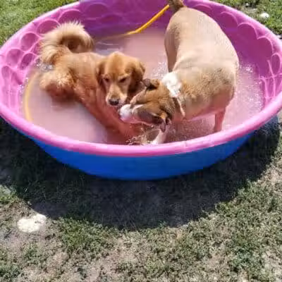 Augusta Dog Park - Augusta, ME