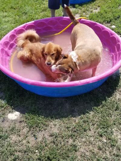 Augusta Dog Park - Augusta, ME