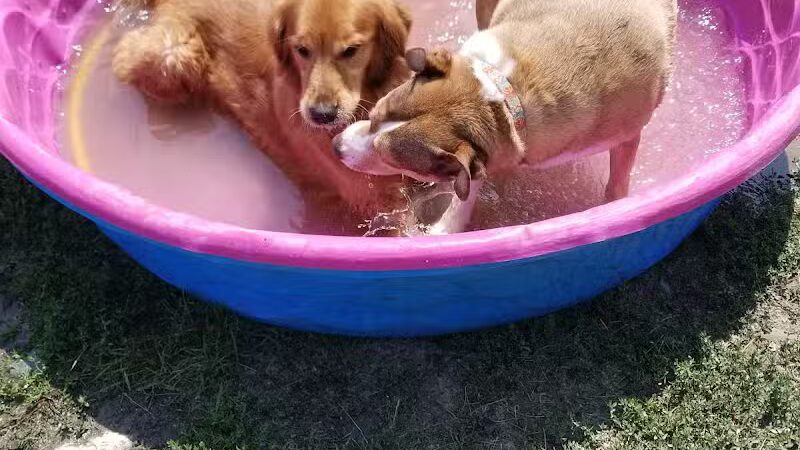 Augusta Dog Park - Augusta, ME