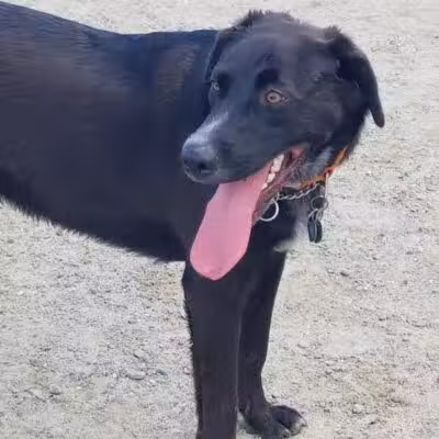 Augusta Dog Park - Augusta, ME
