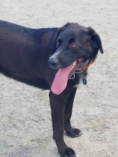 Augusta Dog Park - Augusta, ME