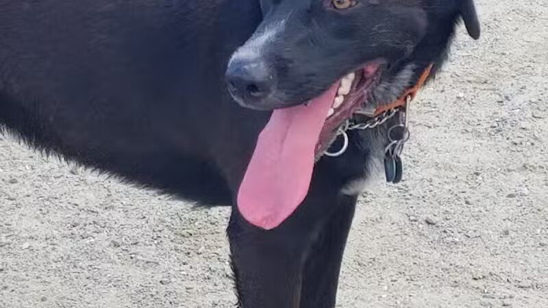 Augusta Dog Park - Augusta, ME