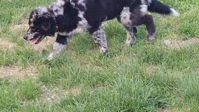 Augusta Dog Park - Augusta, ME