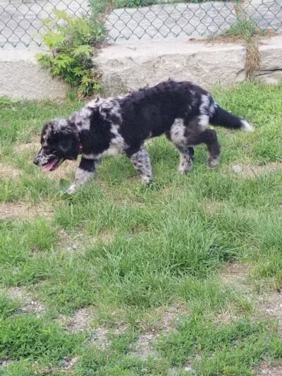 Augusta Dog Park - Augusta, ME