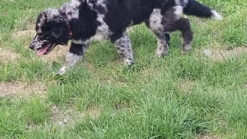 Augusta Dog Park - Augusta, ME