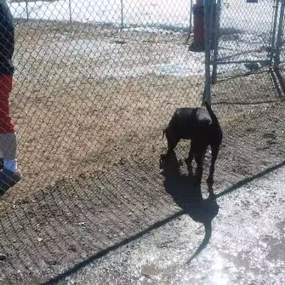 Augusta Dog Park - Augusta, ME