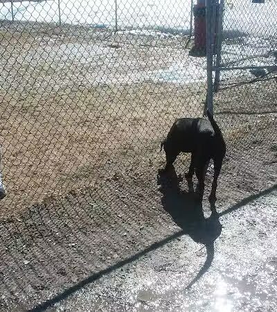 Augusta Dog Park - Augusta, ME